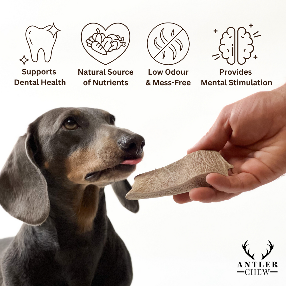 100% Natural Fallow Deer Dog Chews for soft to medium chewers. Packed with minerals, protein, and calcium to strengthen teeth. Sustainable sourced. - Antler Chew