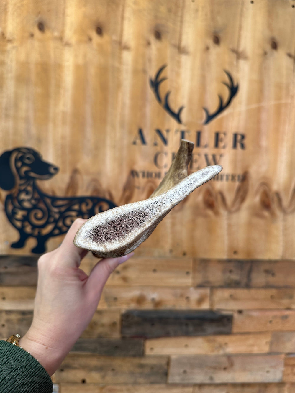 Fallow Antler Chew – 335g | 17cm (Sold as seen)