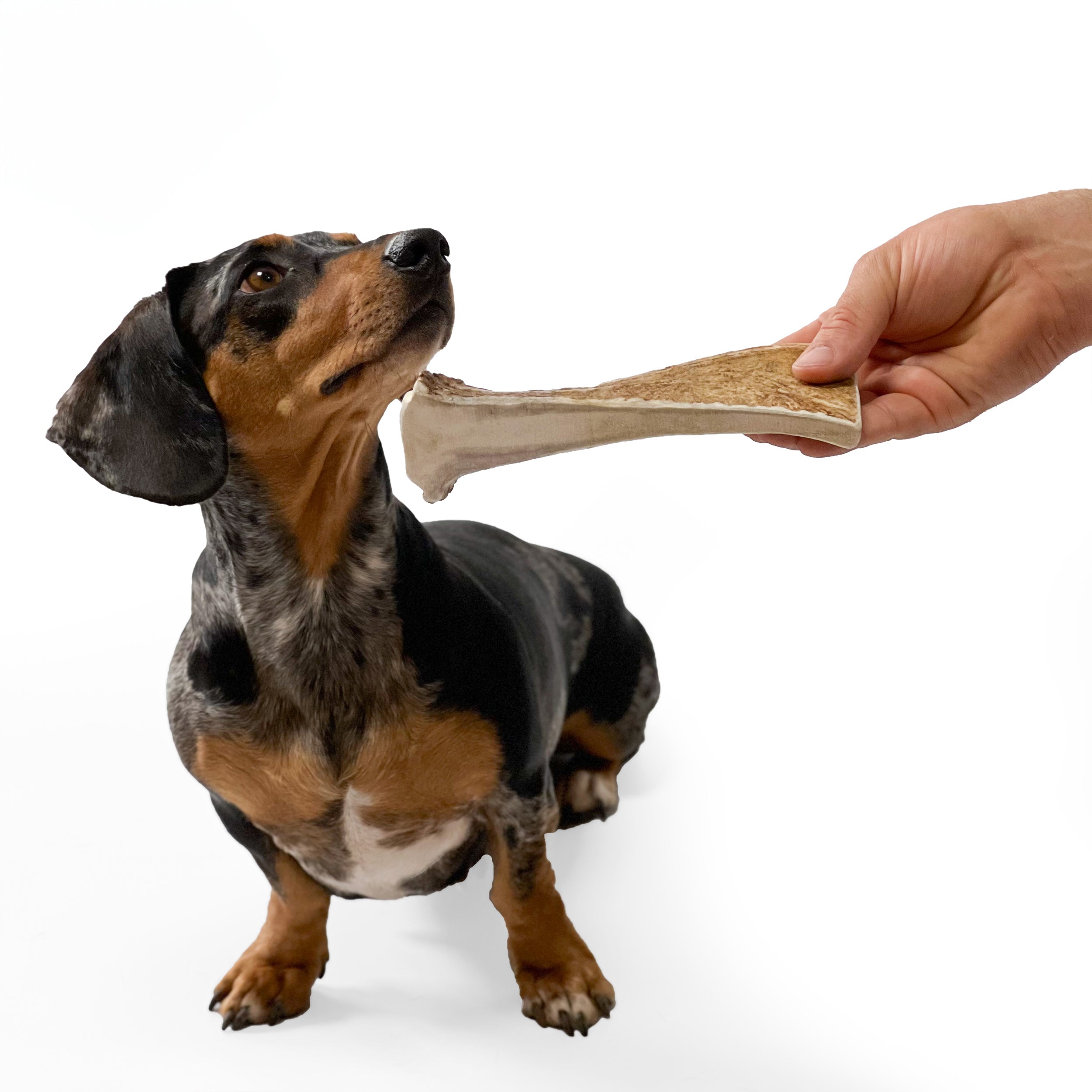 Jumbo Natural Elk Antler Dog Chew - Premium Shed Horn (7 To 12 Inches) By KaJo Pets