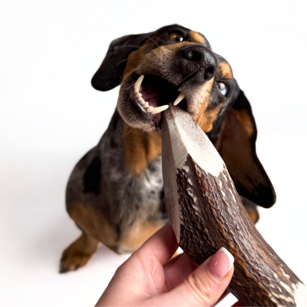 BuckHorn Cut Antler Chew features two open ends for easy marrow access while maintaining durability. Perfect for picky chewers who need long-lasting engagement! - Antler Chew