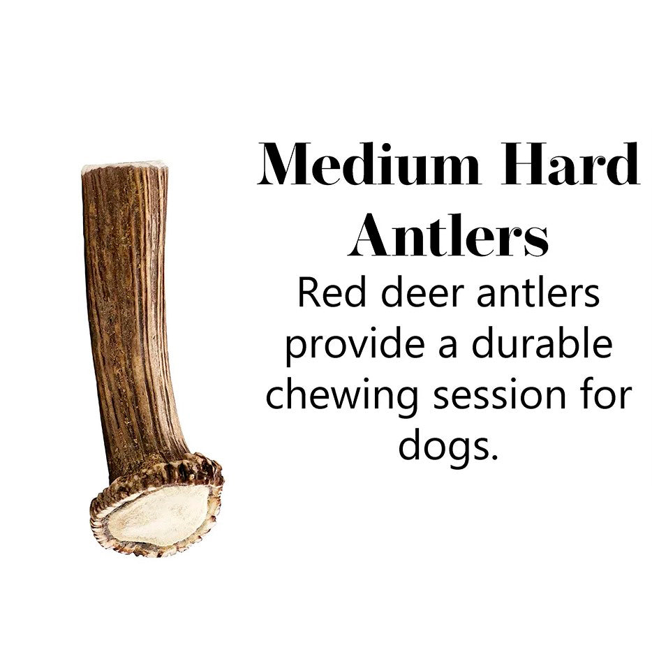 Antler Chew