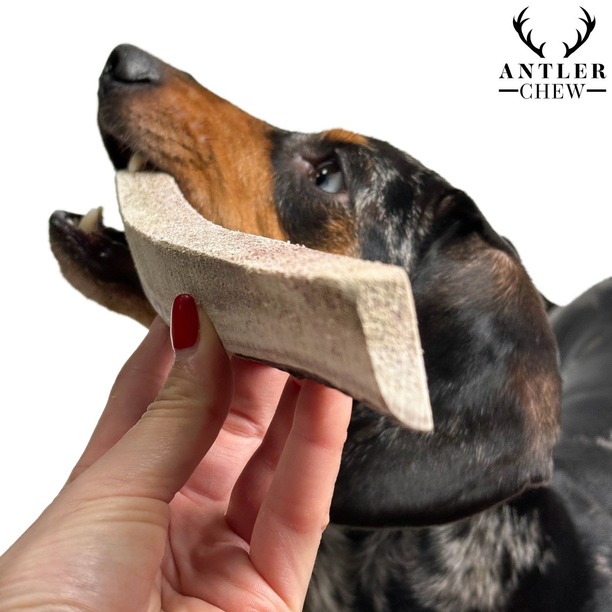 Split Deer Antler Chew - Antler Chew