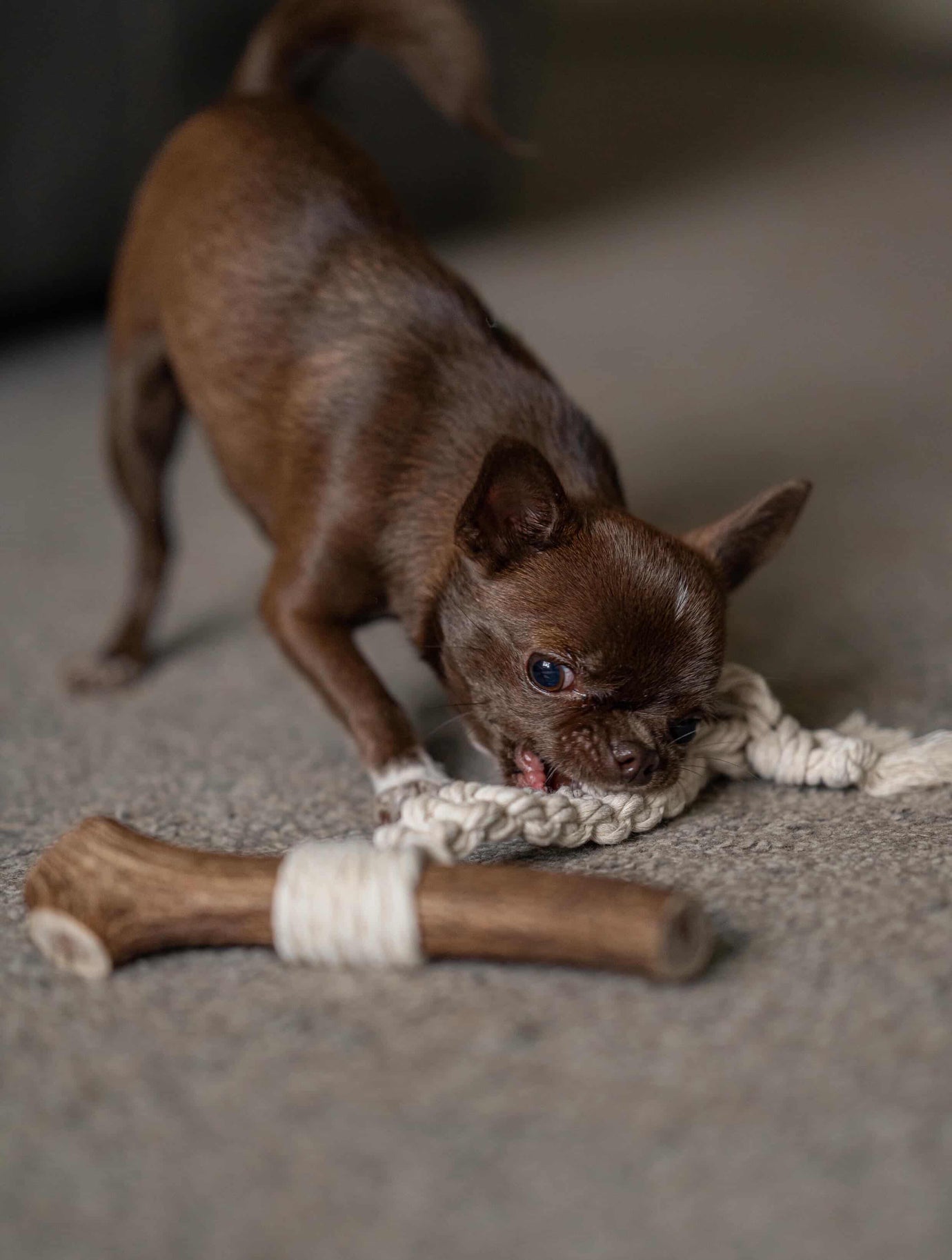 A Natural, Long-Lasting Chew Your Dog Will Love