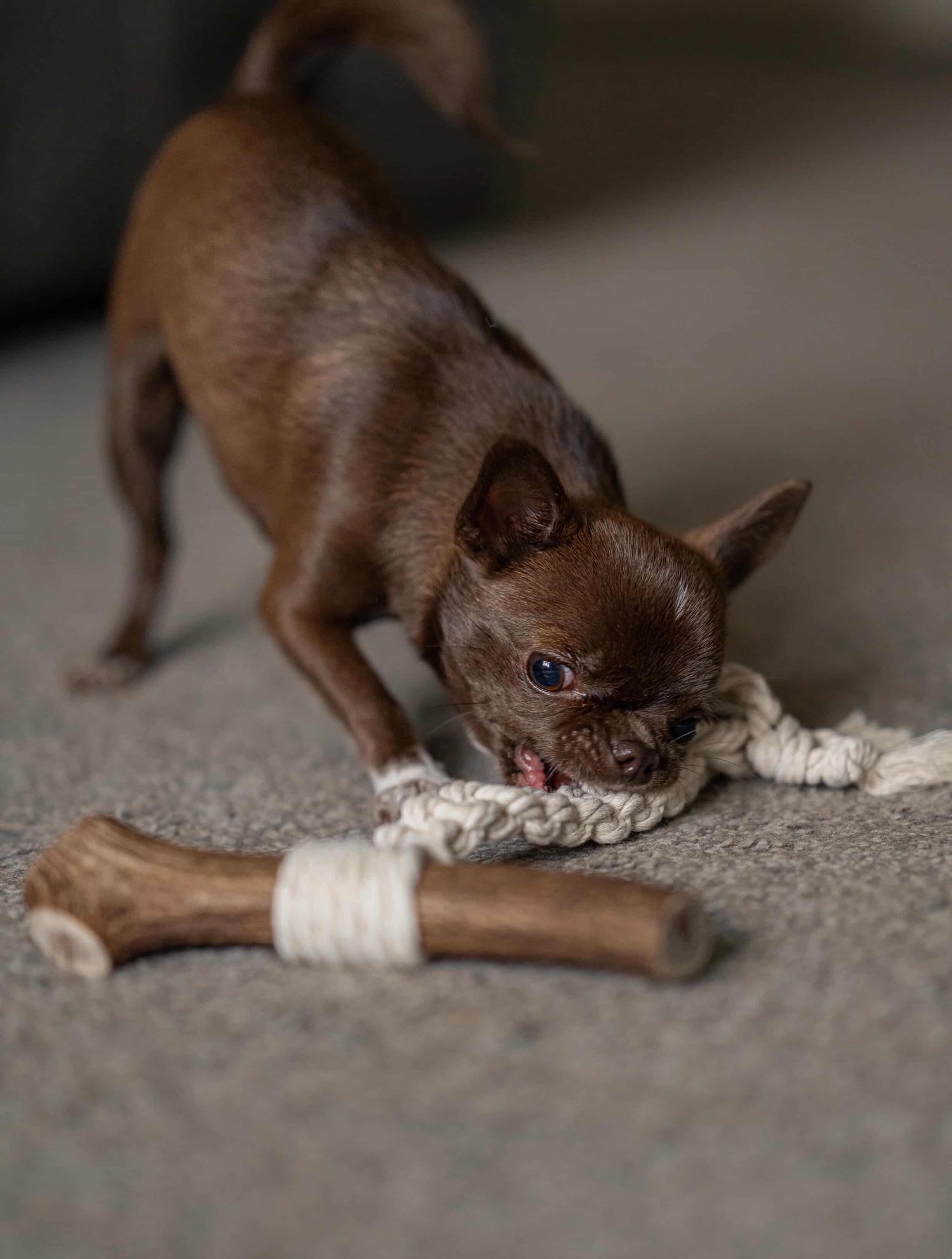 A Natural, Long-Lasting Chew Your Dog Will Love