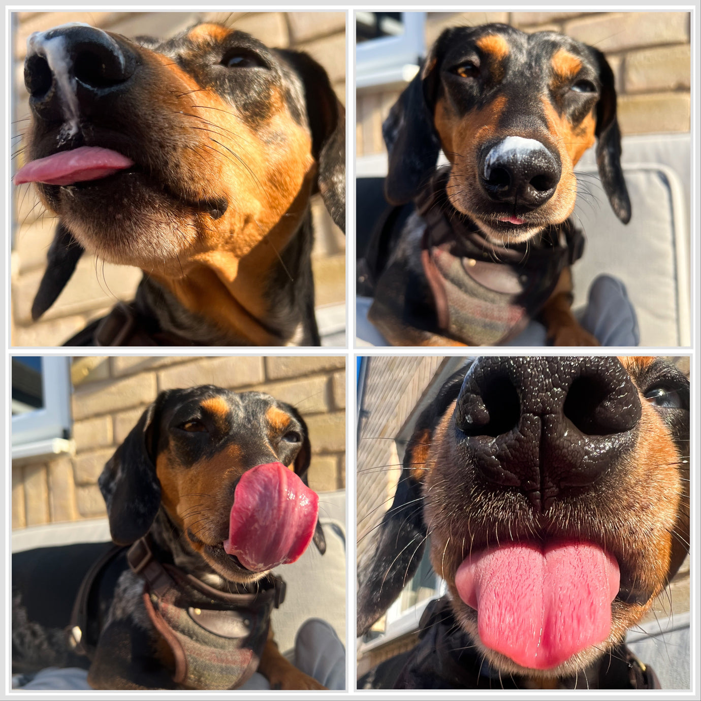 Prepare for an exciting month ahead ! - Antler Chew