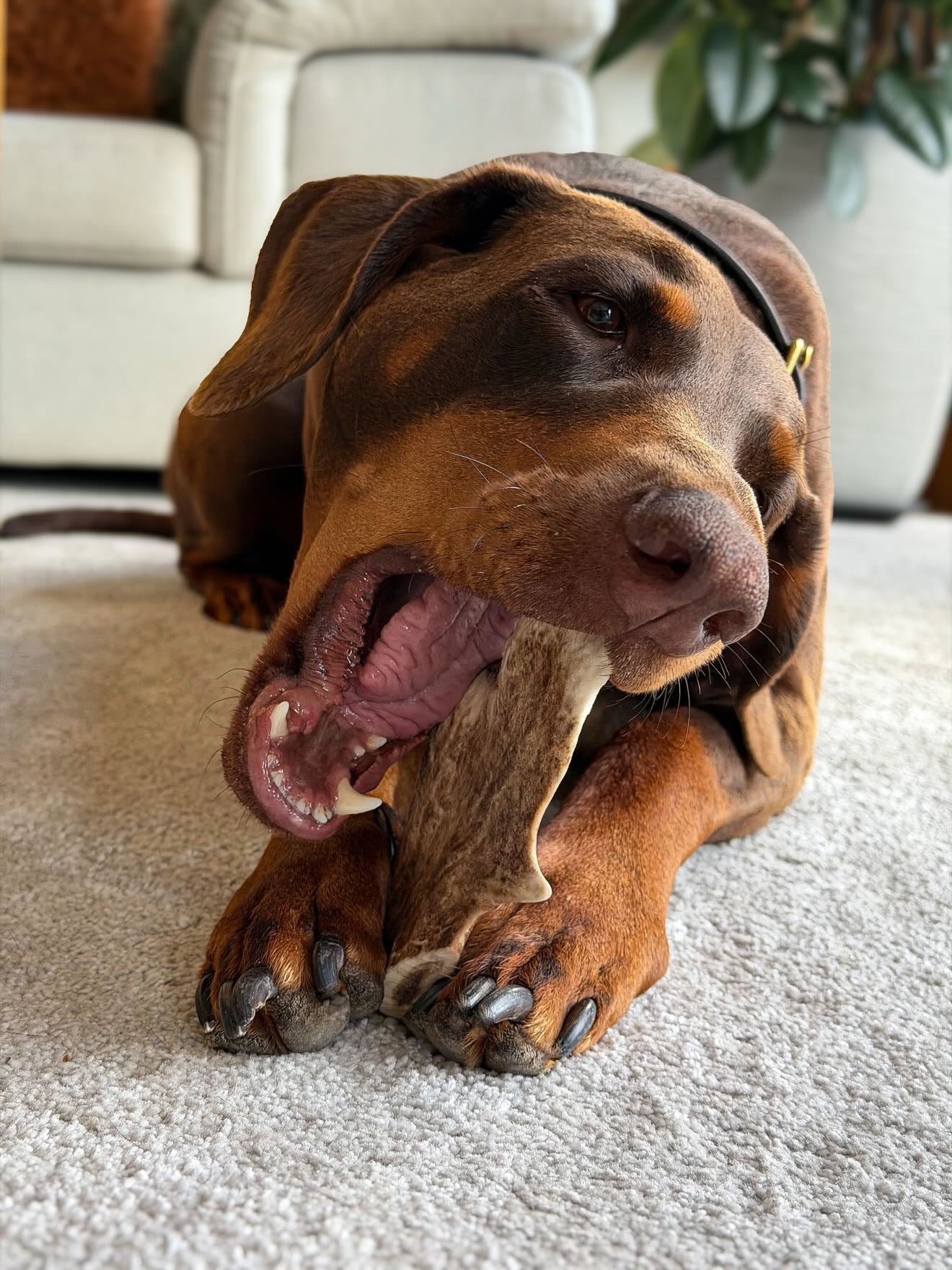 How Antler Chews Can Help Support Your Dog’s Dental Health Naturally