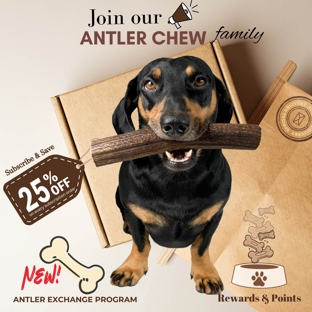 Benefits of becoming a Loyal Antler Chew Customer