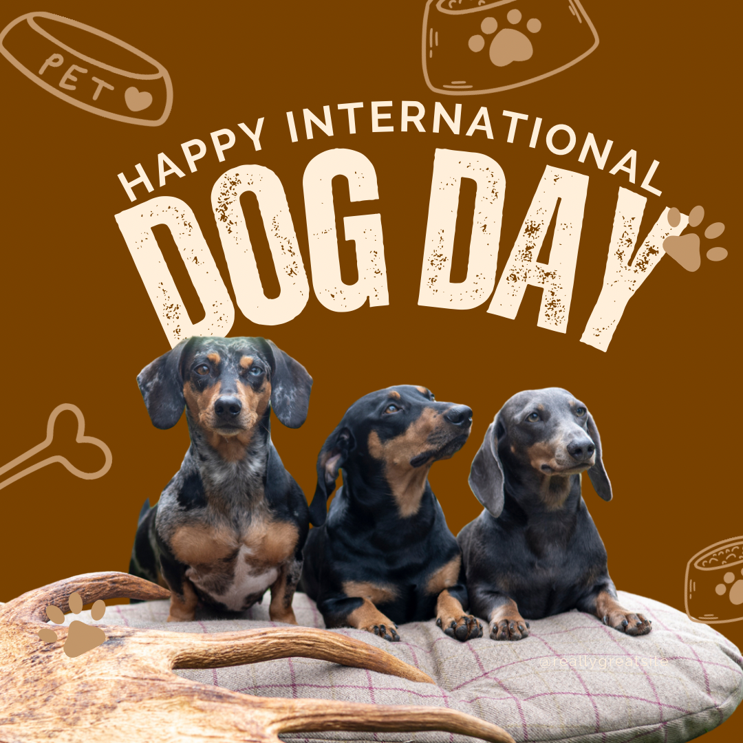 Celebrate International Dog Day with Antler Chew: The Natural Treat Your Dog Will Love!