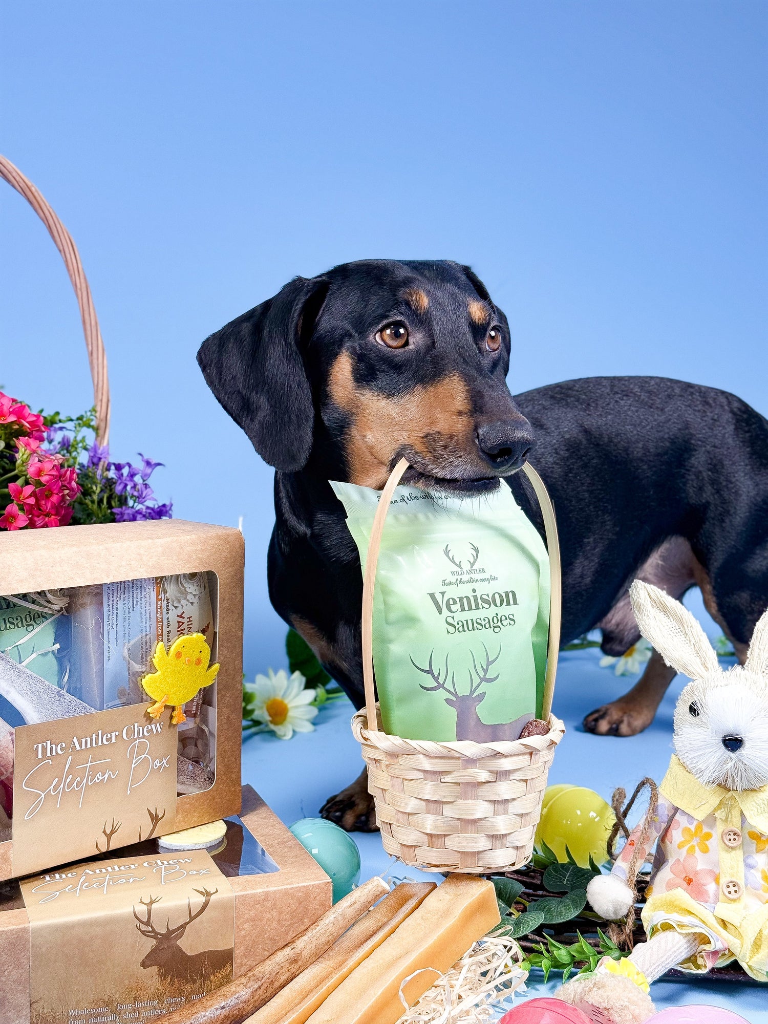 Easter Gifts for Dogs: Discover Our Easter Selection Box