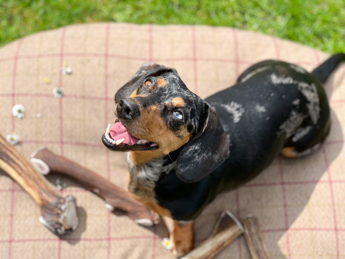 How Daisy Keeps Her Teeth Sparkling White - Antler Chew