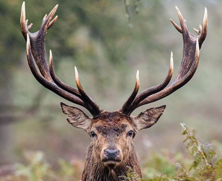 Sustainability of Antlers - Antler Chew