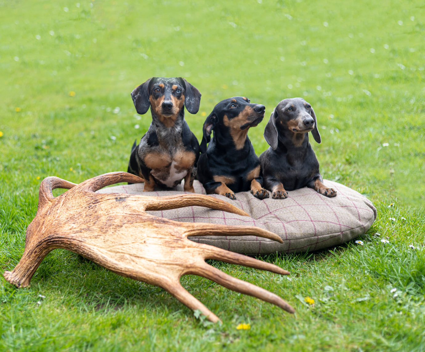 Story About Us - Antler Chew