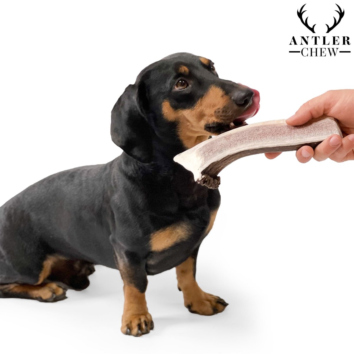 importance keeping dog teeth clean