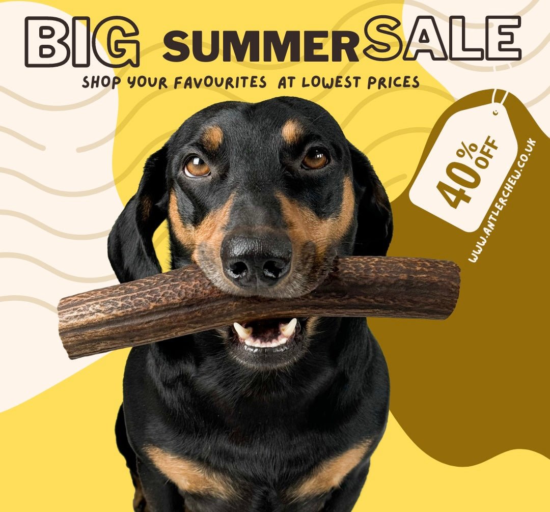 Big Summer Sale at Antler Chew - Save Up to 40%! - Antler Chew