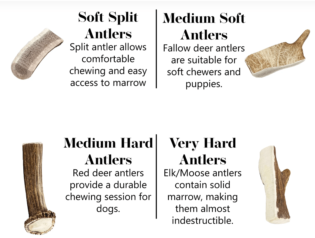 What size and type  of antler should I pick? - Antler Chew