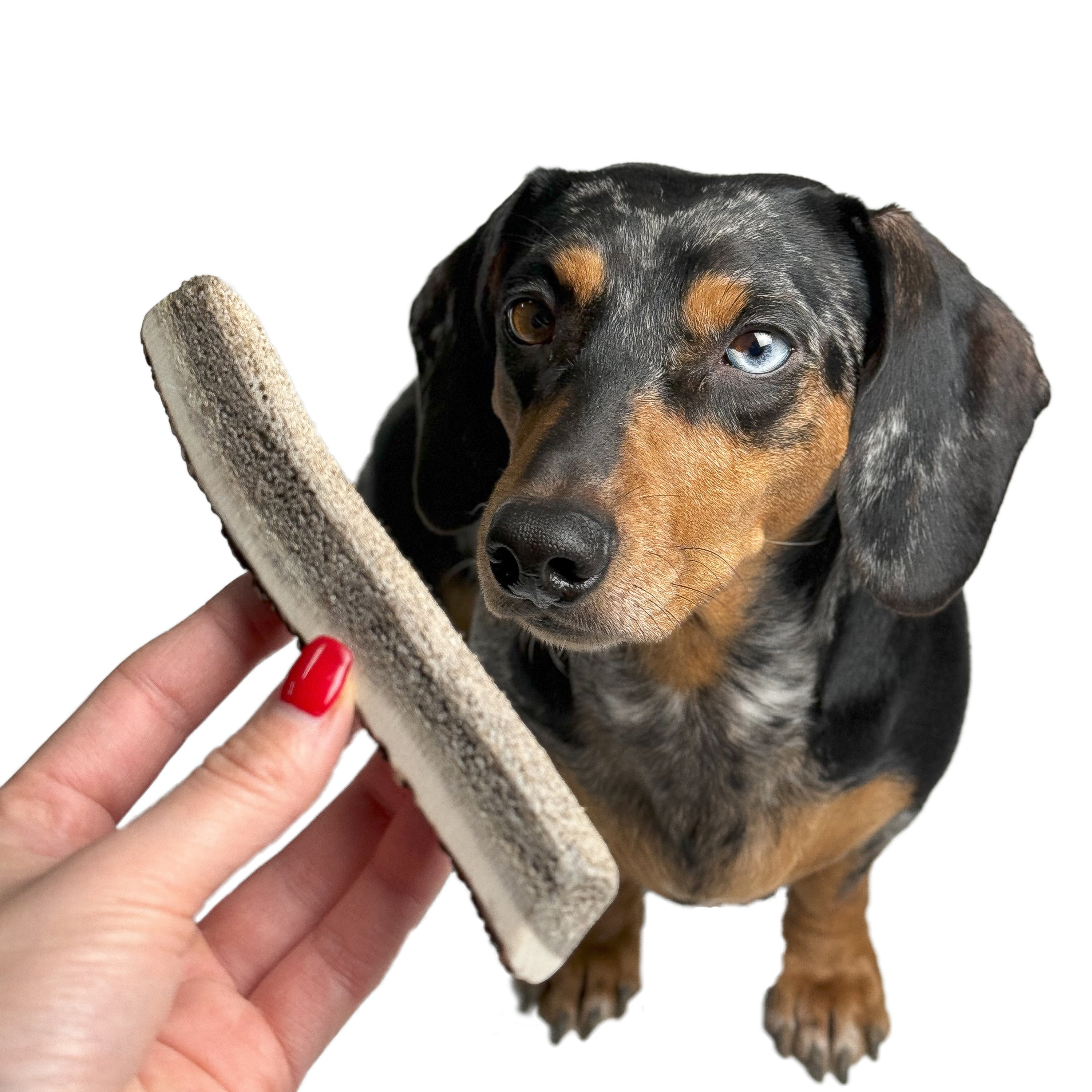 Natural Red Deer Split Antlers provide entertainment for non-power chewers. Puppy friendly from 12 weeks. Full of minerals and protein.  - Antler Chew 