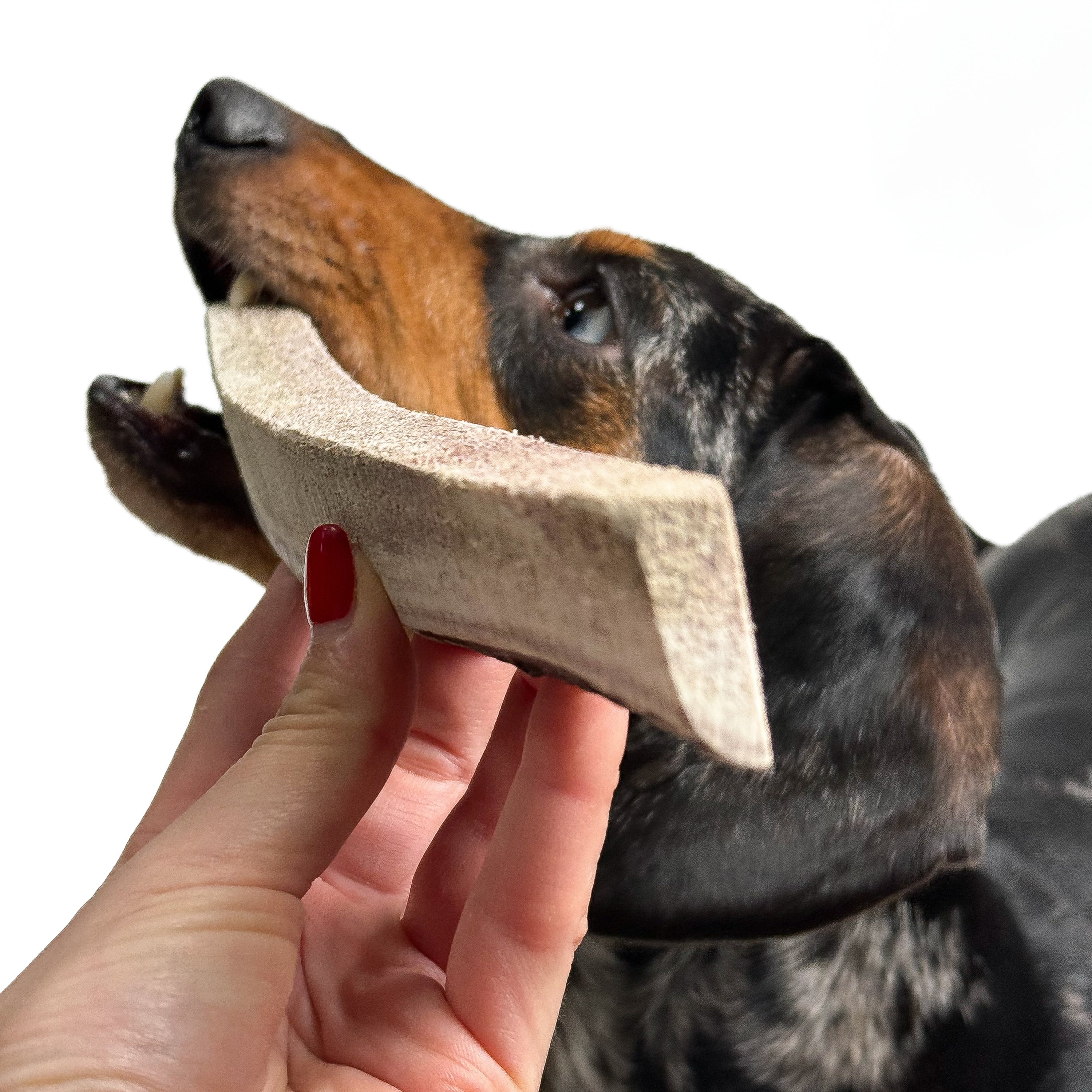 Natural Red Deer Split Antlers provide entertainment for non-power chewers. Puppy friendly from 12 weeks. Full of minerals and protein.  - Antler Chew 