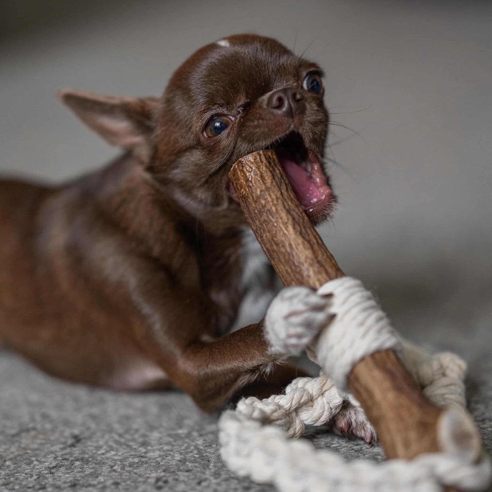 Antler Dog Toy - size M