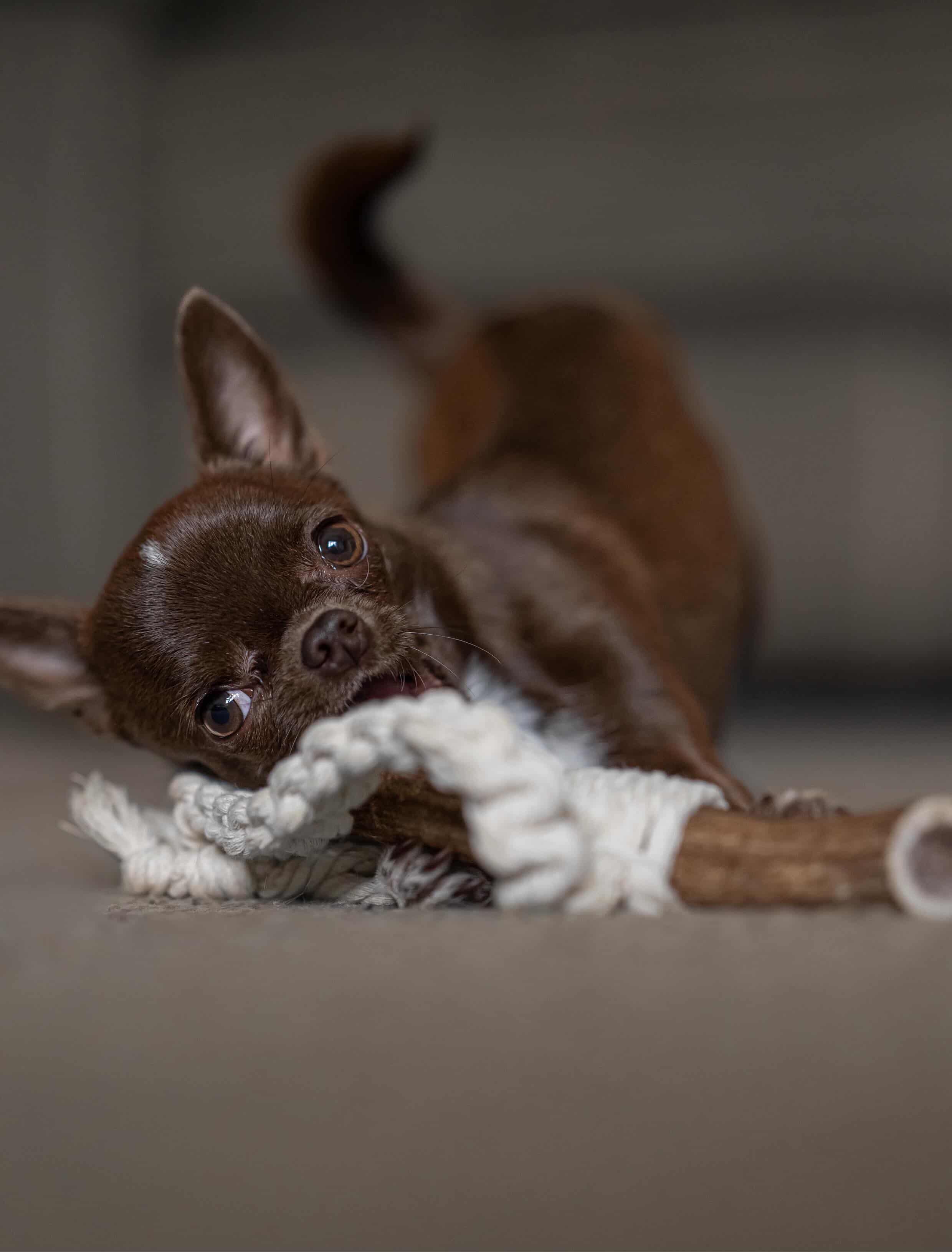 Small brown dog playing with a white rope toy on a neutral background