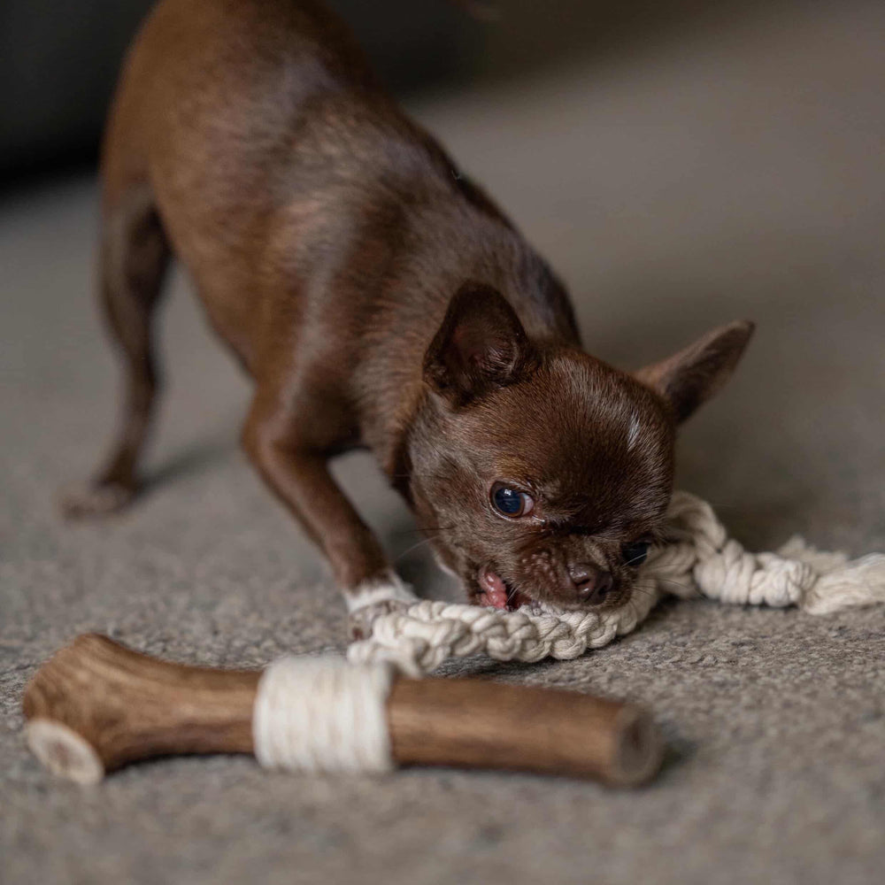 Small brown dog playing with a chew toy on a carpeted floor