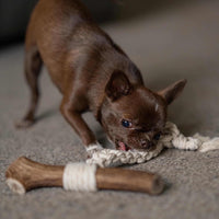 Small brown dog playing with a chew toy on a carpeted floor