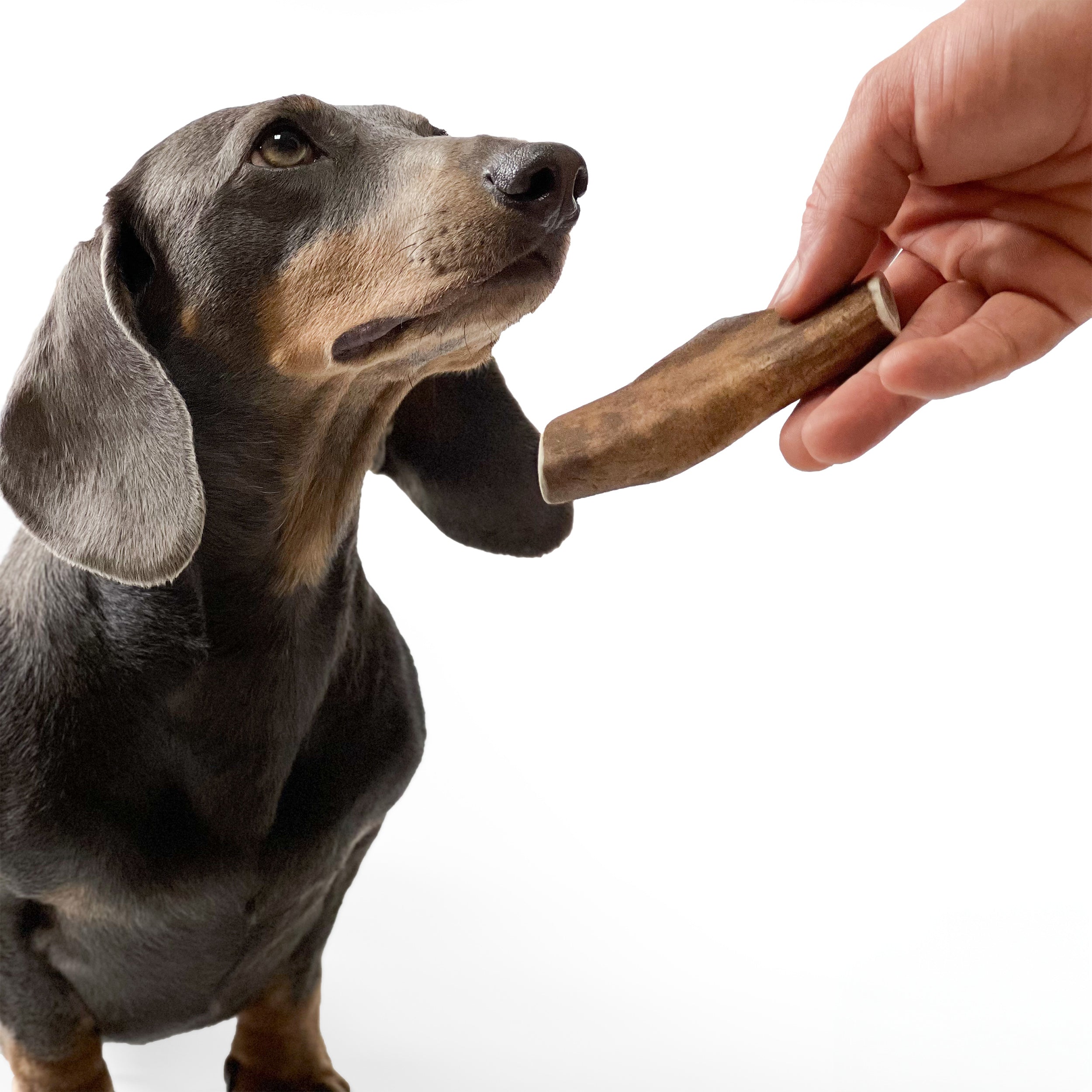 100% Natural Fallow Deer Dog Chews for soft to medium chewers. Packed with minerals, protein, and calcium to strengthen teeth. Sustainable sourced.  - Antler Chew 