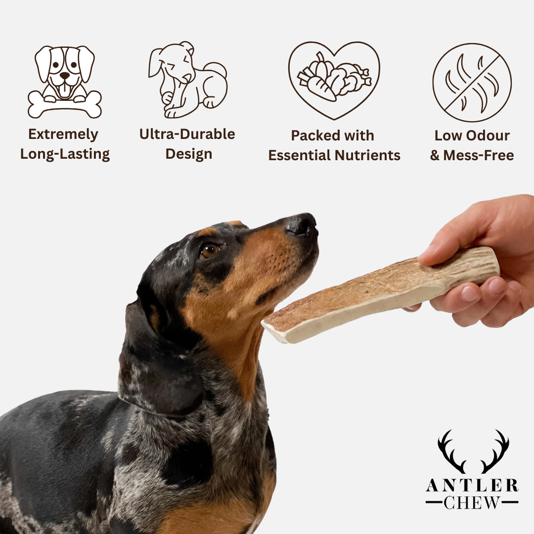 Natural Moose Dog Chews: Long-lasting, mineral-rich, Sustainable chews with harder marrow for lasting chewing sessions.  - Antler Chew 