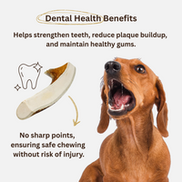 Natural Moose Dog Chews: Long-lasting, mineral-rich, Sustainable chews with harder marrow for lasting chewing sessions.  - Antler Chew 