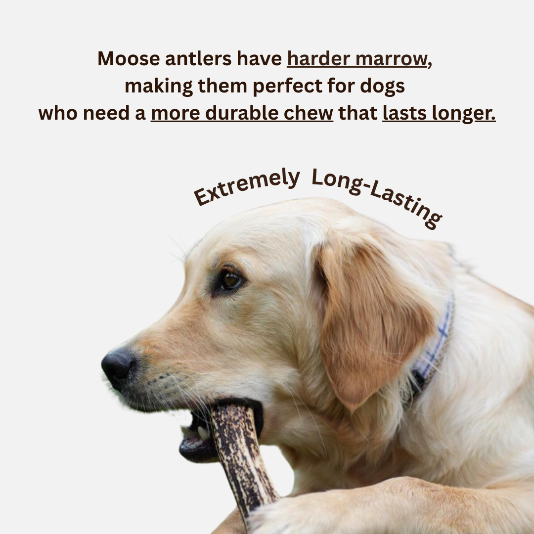 Natural Moose Dog Chews: Long-lasting, mineral-rich, Sustainable chews with harder marrow for lasting chewing sessions.  - Antler Chew 