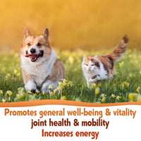 Enhance your dog's coat with our Scottish Salmon Oil. Rich in Omega 3 & 6, hypoallergenic, and full of natural nutrients. Keep stored properly for freshness.  - Antler Chew 