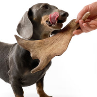 100% Natural Fallow Deer Dog Chews for soft to medium chewers. Packed with minerals, protein, and calcium to strengthen teeth. Sustainable sourced.  - Antler Chew 