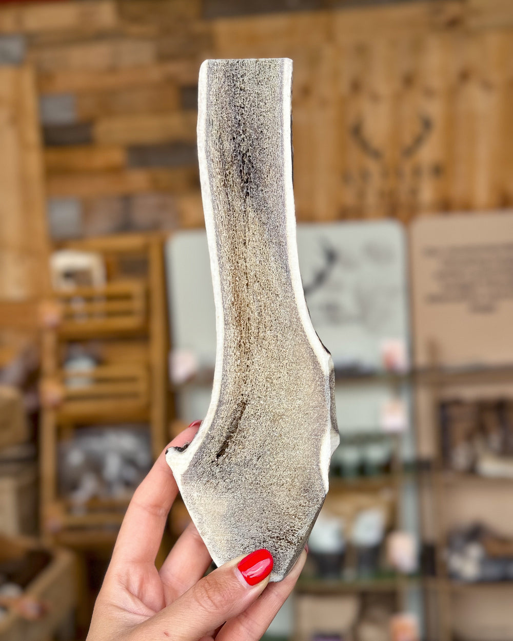   - Antler Chew 