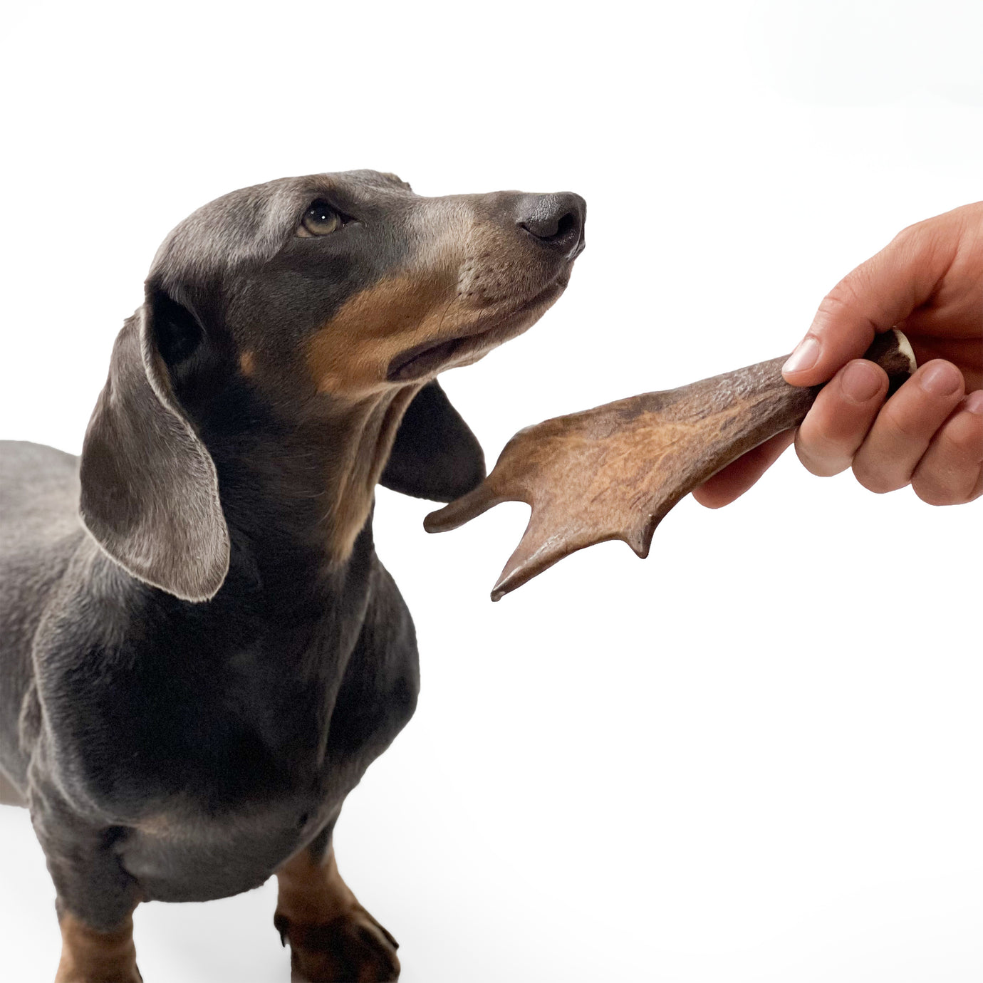 100% Natural Fallow Deer Dog Chews for soft to medium chewers. Packed with minerals, protein, and calcium to strengthen teeth. Sustainable sourced.  - Antler Chew 