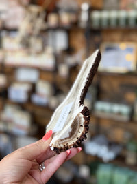 Antler Chew