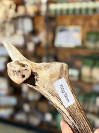 Antler Chew