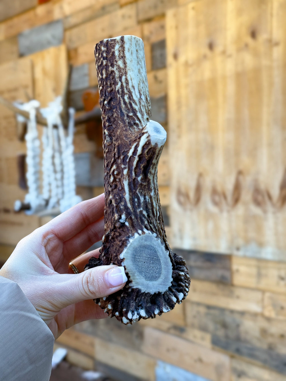 Full Antler Chew – 534g / 20cm | Thick Base Premium Piece (One of a Kind)