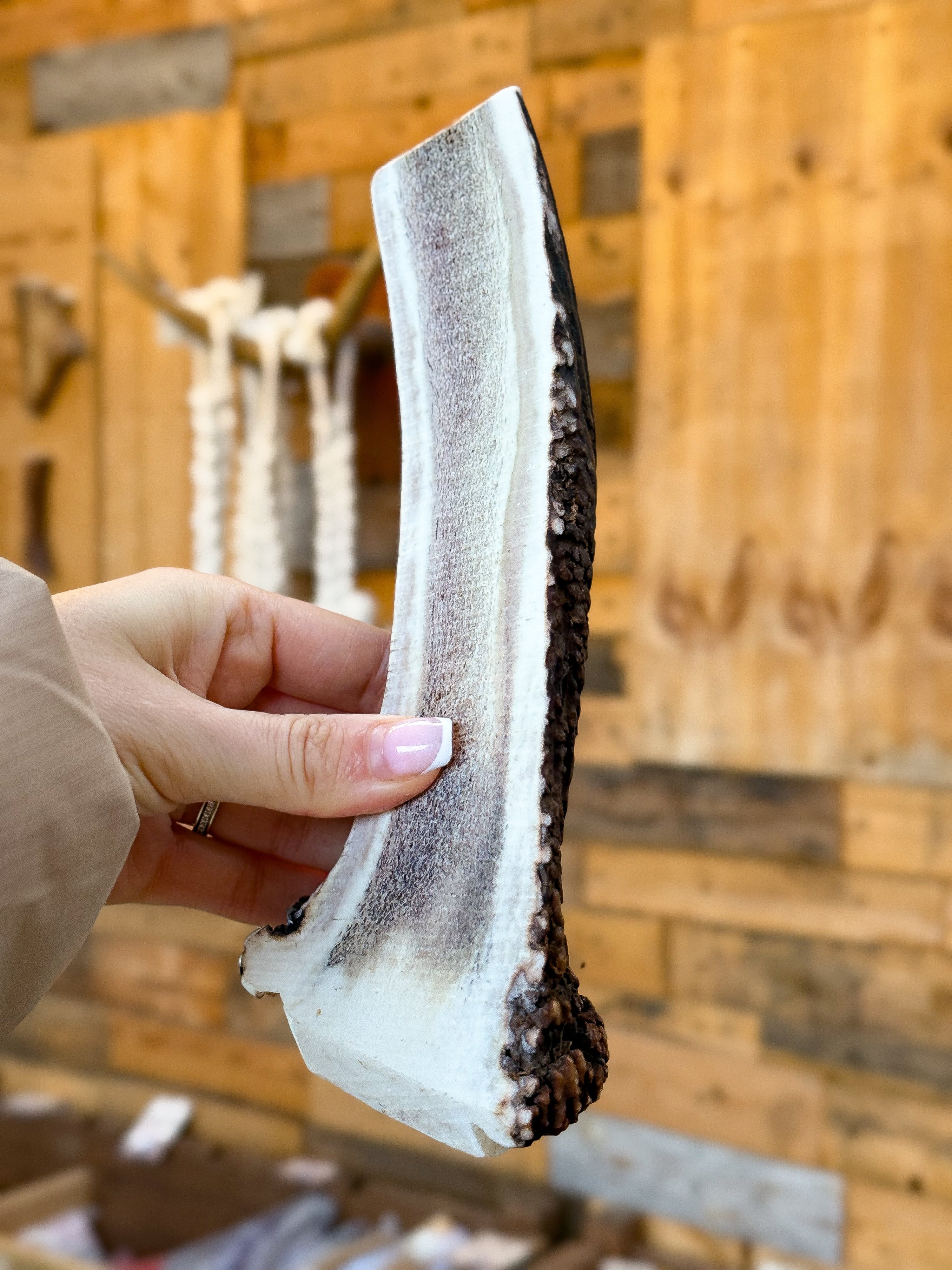 Split Red Deer Chew - Flat cut 439g / 20cm