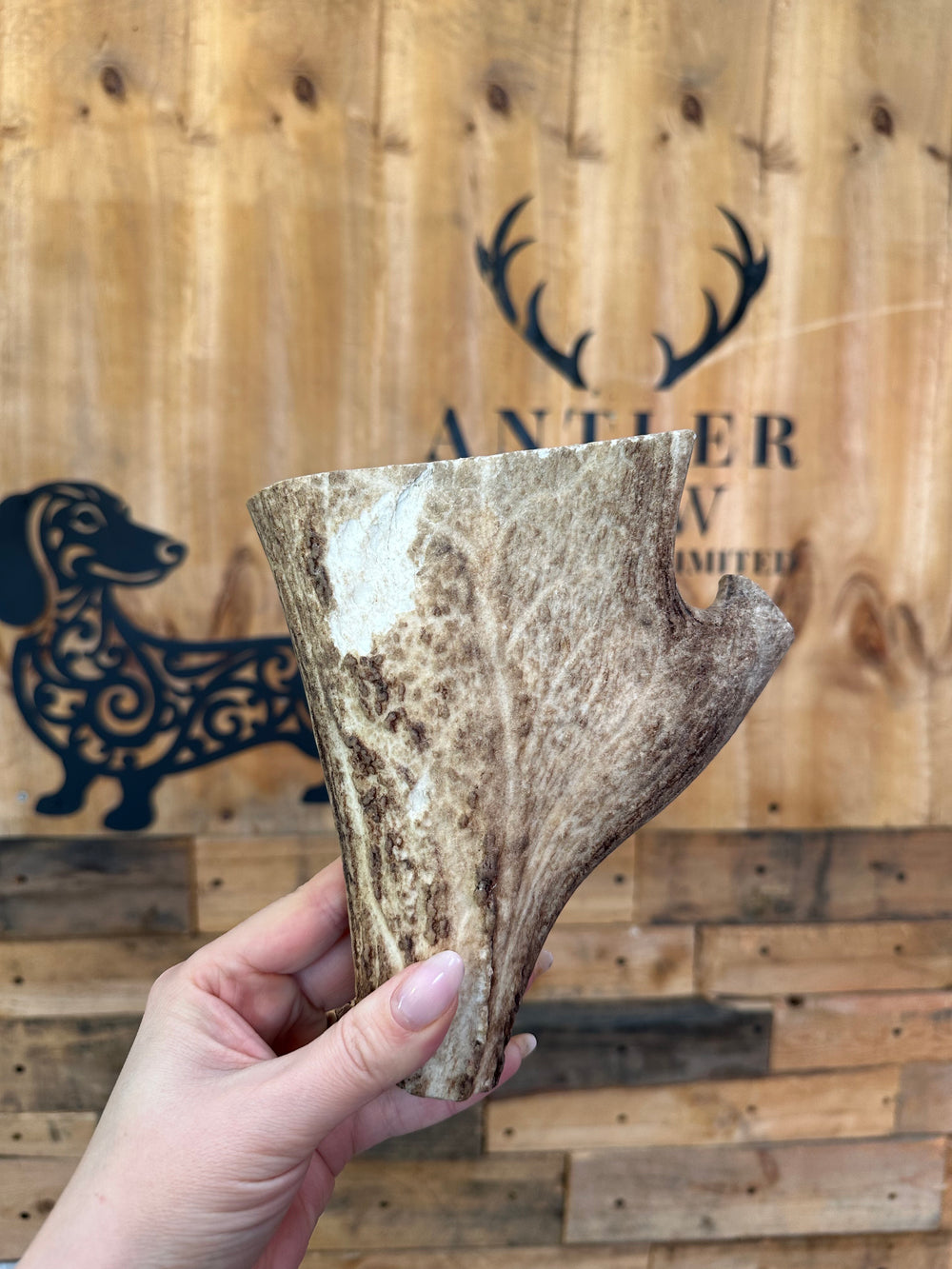 Fallow Antler Chew – 335g | 17cm (Sold as seen)