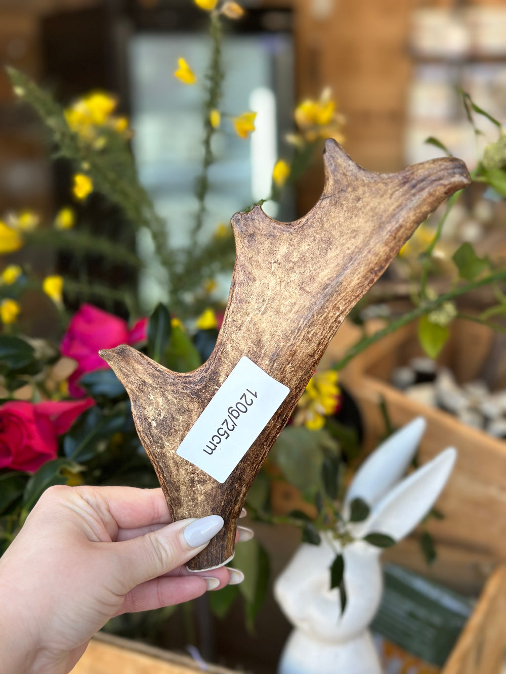   - Antler Chew 