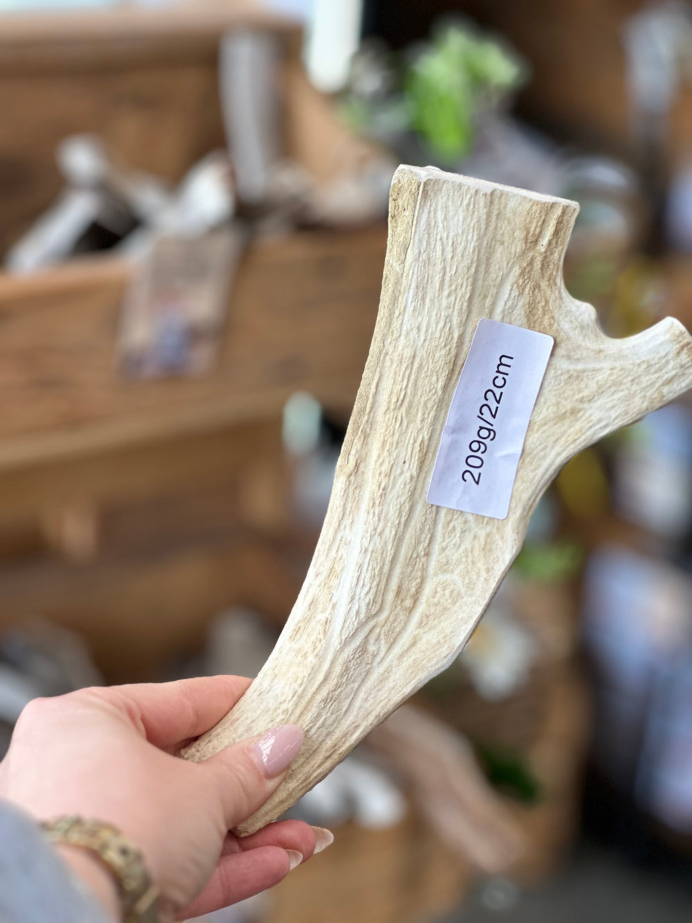   - Antler Chew 