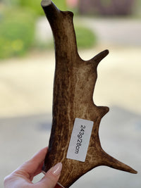   - Antler Chew 
