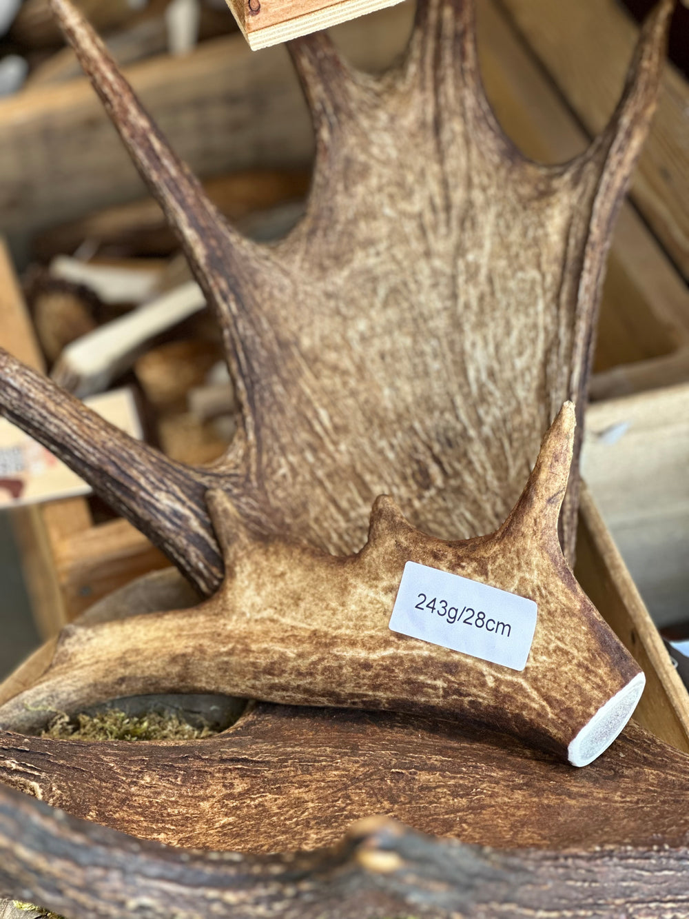   - Antler Chew 