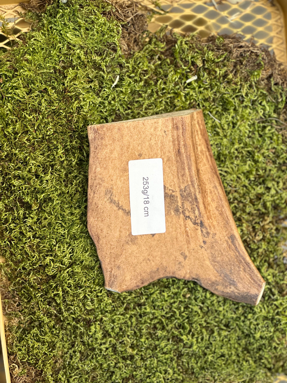   - Antler Chew 