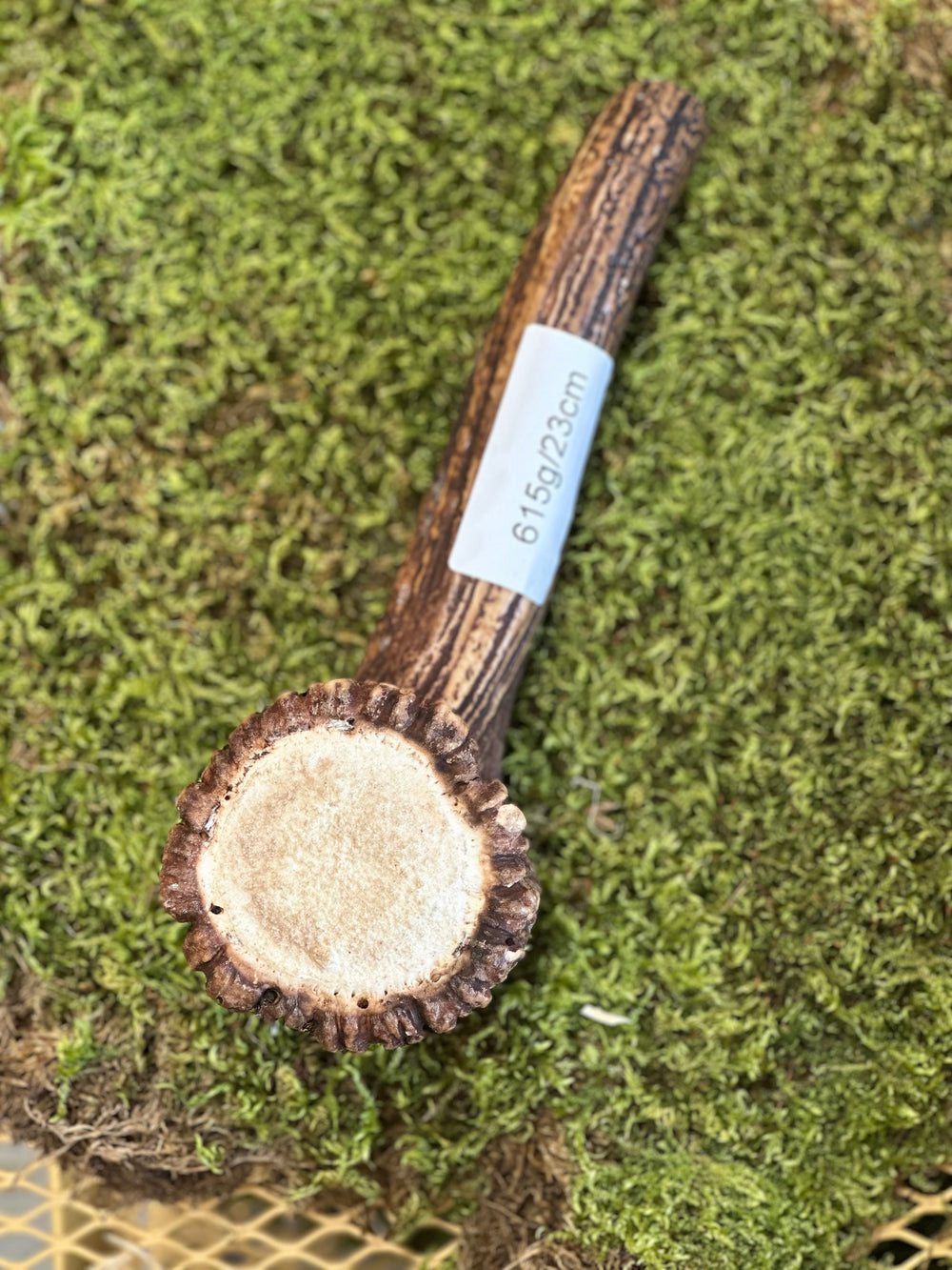   - Antler Chew 