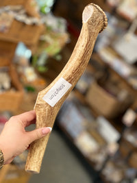 Antler Chew