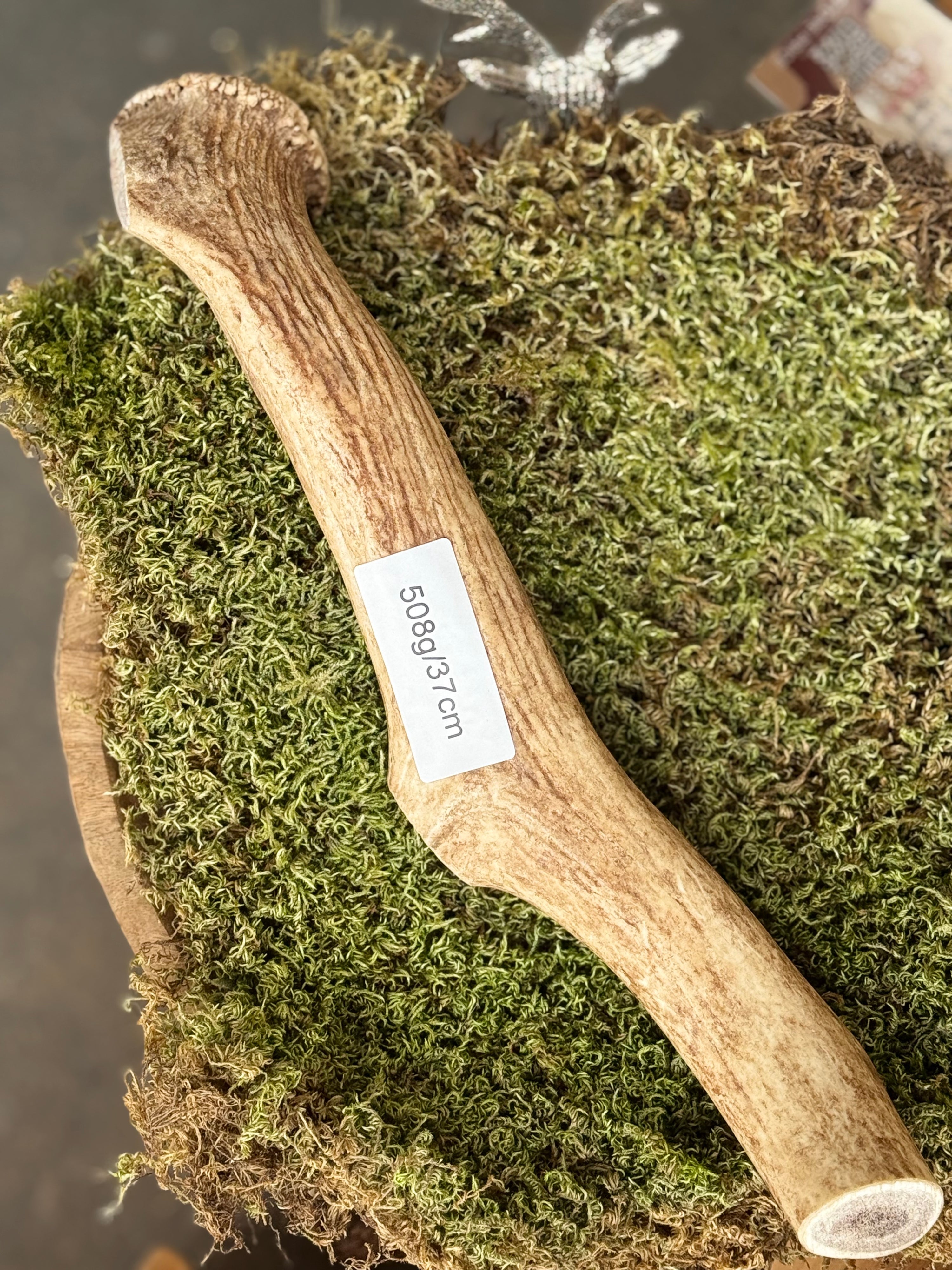 Red Deer Antler Dog Chew – 508g / 37cm – Sold As Seen