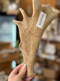 Antler Chew