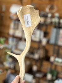 Antler Chew