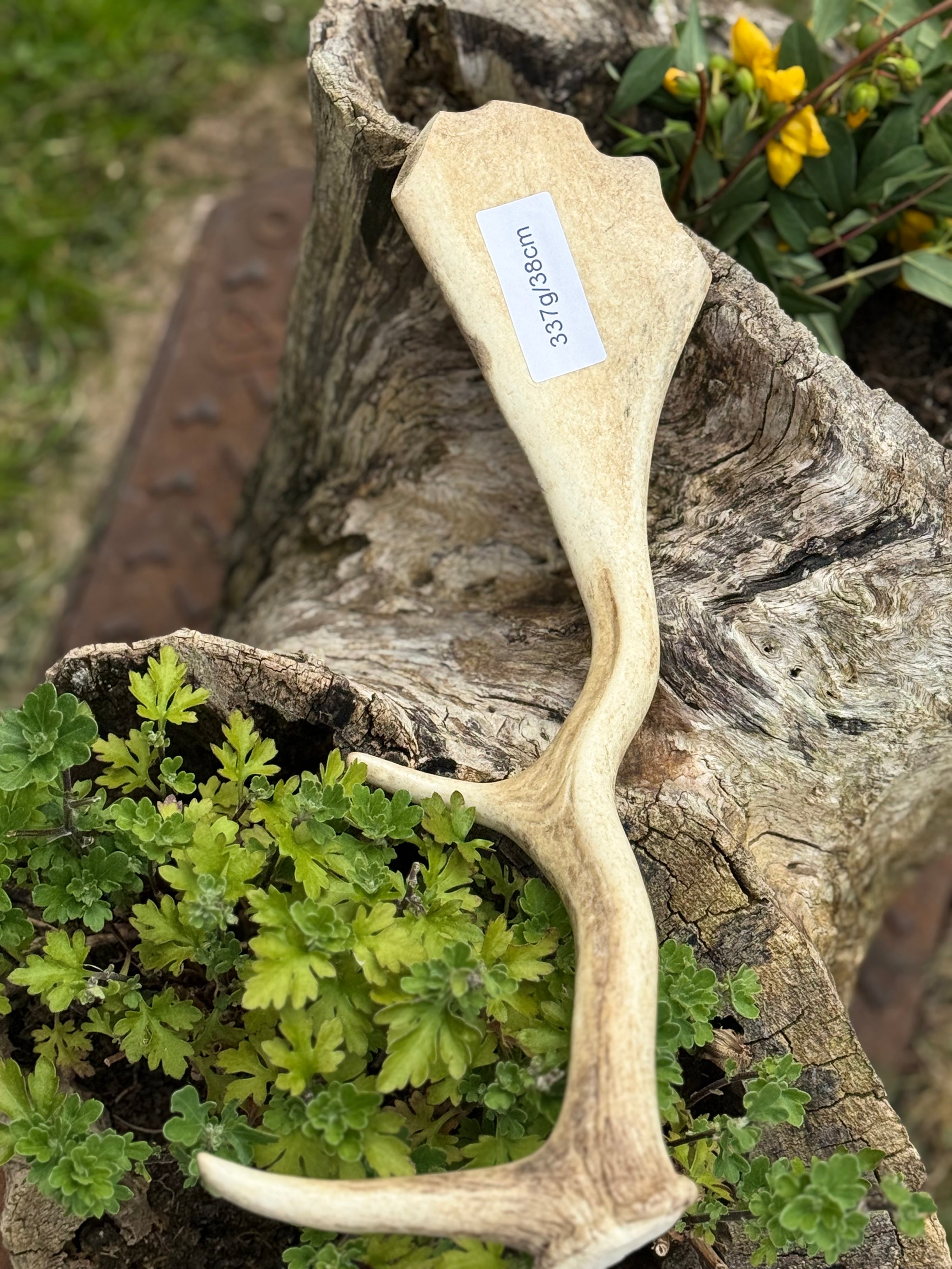 Fallow Deer Antler Dog Chew – 337g / 38cm – Sold As Seen