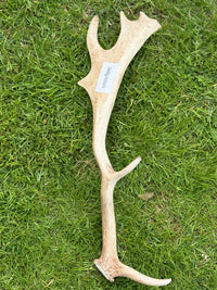 Antler Chew
